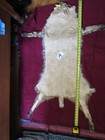 Tanned Bobcat Pelt With Feet  Soft Light Colored Winter Fur 