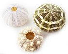 Sea Urchin Sampler  Natural Purple  Sputnik And Alfonso Nautical Beach Decor