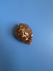 74 5mm   Cypraea Mappa   F    Gems   Dark Colour   Nice Pattern