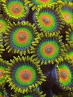 2 Polyps Rastas Zoanthid Live Coral Frag Reef Tank Paly