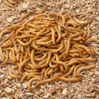 Live Mealworms - Free Shipping  Bulk  Grown Organic In Texas  100-5000 