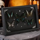 Real Framed Butterfly Taxidermy Collection - Set Of 5 In Shadow Box Display 