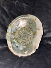 Vtg  Old Large Mother Of Pearl California Abalone Shell Unpolished 8 Inch