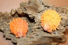 Seashells  Spondylus  Barbatus   Orange Spiny Oysters  Craft Supply beach Ss-441