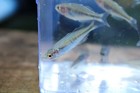 6 Boesemani Rainbowfish Tank Bred  2 Inches Freshwater Aquarium Fish 