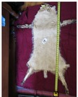 Tanned Bobcat Open Pelt With Feet  Claws Winter Fur  Good Leather  Nice Color 
