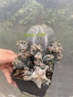 Raresucculent Plant Astrophytum Myriostigma Var  Columnare Monstata 8-10cm