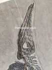 Giant Triassic Marine Reptile     130 Cm Mixosaurus Fossil