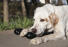 Kong Extreme Goodie Bone Black Natural Rubber Dog Bone For Power Chewers Medium