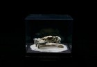 G8 Crab Taxidermy Halimede Ochtodes In Glass Box Dome