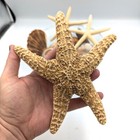 Lot Of Large 8  Starfish  Shells  Scallop  Swirls Beach Beach Decor Nautical