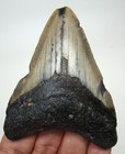 Megalodon Shark Tooth - Real Fossil - 2 87     Shark Teeth - No Restorations