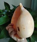 Large Indian Melon Volute Seashell Natural Conch Rare Real Beach Home 10-12  In