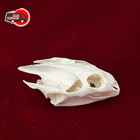 Real Turtle Skull Animal Skeleton Bone Specimen Educational Gift Science