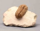 Pliomera Fischeri Russian Trilobites 1   Restoration Good Size With Hypostom