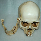 Magideal Lifesize 1 1human Skull Replica Resin Model Anatomical Medical Skeleton