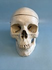 Life Size Replica Adult Human Skull Medical Anatomical Model Removable Head