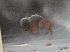 Rare Robert Redbird Buffalo In Blizzard Snow Storm Painting Kiowa Nativeamerican