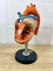 Deutsches Hygiene Museum Dresden Anatomical Heart Model Gdr Vintage 4 Part