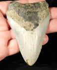Big  100  Natural Over 3 1 2 Inch  Megalodon Shark Tooth Fossil 88 4gr