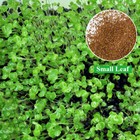 Plant Seeds Fish Tank Aquarium Aquatic Water Grass Decor Garden Foreground Plant