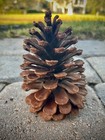 10 Small Craft Pack- Pine Cones  Rustic   Festive  Color  Brown