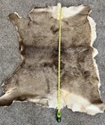 Mule Deer Skin Hair On Hide Leather Whole Hide Professionally Tanned