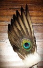 Native American Smudge Fan Feathers Antler Ceremonial Prayer Offering Regalia  