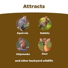 Kaytee Backyard Wildlife Food Blend 5lb For Squirrels  Chipmunks  Rabbits
