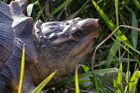 Snapping Turtle Garden Statue Lifelike Yard Decor Wildlife Reptile Display