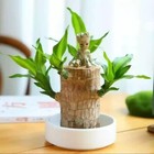 Brazilian Wood Plant Water Raise Mini Brazil Lucky Wood Potted Tree Indoor Decor