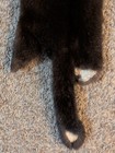 Nice Large Black Demi Mink Fresh Tanned Hide Soft Leather Craft Pelt Fur 