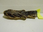 Real Eastern Diamondback Rattlesnake Head