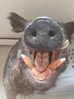 Wild Boar Taxidermy Mount