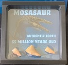 Authentic Mosasaur Teeth Dinosaur Fossil 65 Milliom Years Old