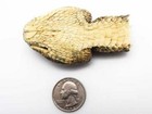 Real Rattlesnake Head  Closed Mouth  598-p518  9uc17