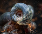5  Blue Ramshorn Snails Live Freshwater Aquarium Algae Eater Tank Bred