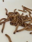 2000 Large 1 5-2    Live Superworms  Free Same Day Shipping