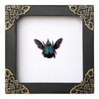 Real Blue Carpenter Bee Specimen Taxidermy Biology Entomology Gift Kids Science