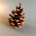 Pacific Northwest Natural Pine Cones Choose