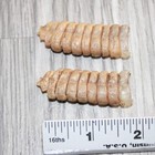 2 Large Rattlesnake Rattles   866    Taxidermy Diamondback Sidewinder