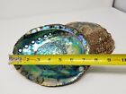 Extra Large Xl Abalone Seashell 6-7   2 Pcs   Smudging Bowl