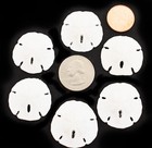3 White Round Florida Sand Dollars  size  1 1 2 - 2   Coastal Art Crafts Decor