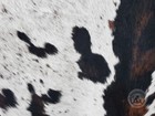 Tricolor Genuine Hair On Cowhide - Size 6 X 7-8 
