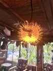 New 5   -6    Pufferfish Lamp W yellow Led Tiki Bar Smokin Tikis Oceanic
