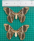 2 Real Silk Moth Spread Taxidermy Insect Specimen Art Entomology Collection