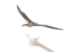 Japan Furuta Choco Egg  20 Laysan Albatross Bird Birds Miniature Figure