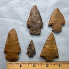 5 Webster Arrowheads Webster  Kentucky  Authentic Indian Artifact