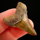 Lower Great White Shark Tooth 1 37  Megalodon Teeth Era Fossil Neogene