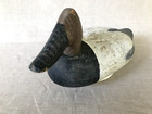 Upper Chesapeake Bay Canvasback Drake Decoy  Circa 1950 s 